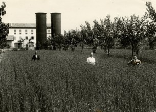 Wheat cultivation in Mareno di Piave