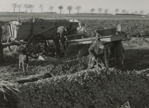 Potato harvest in Germany.