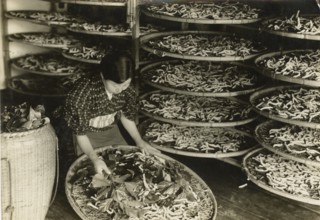 Silkworm breeding in Japan.