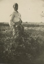 Vetch meadow in Libya.