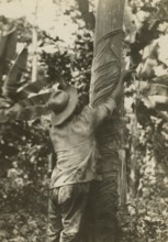 Rubber mining in Venezuela. 
	
		ca.  1930