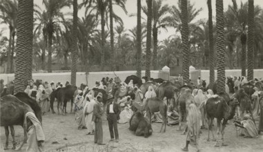 Libyan shepherds with dromedaries. 
	
		1931