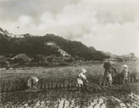 Rice harvest in China. 
	
		1930-1950