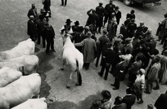 Visit to the Agricultural Institute of Cesena. 
	
		1931
