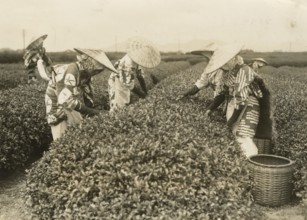 Tea picking around Tokyo. 
	
		1940-1960
