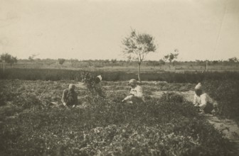 Forage harvesting carried out by indigenous people in the Experimental Institute. 
	
		1924-1943