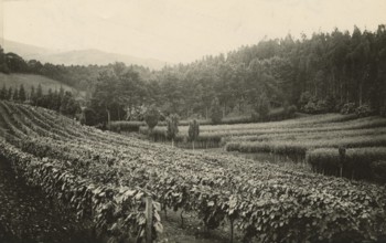 Vineyards, pear trees, eucalyptus trees, and casuarinas in Brazil. 1930