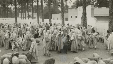 Libyan shepherds with their flocks. 1931