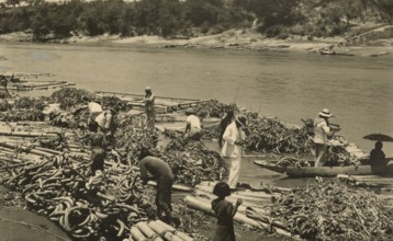 Banana market on the banks of the Magdalena River in Colombia. 1943