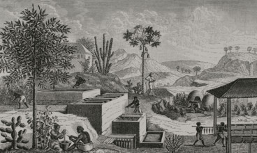 Indigo factory in Senegal. Enslaved women worked in the indigo fields, cultivating and maintaining