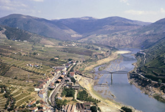 Port wine production in Portugal c 1960  Douro river valley landscape vines growing on hillside