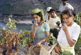 A series of images about port wine production in Portugal c 1960 people harvesting grapes posing