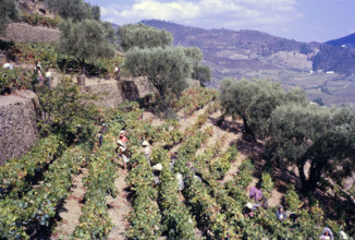 A series of images about port wine production in Portugal c 1960 - people harvesting grapes on