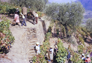 A series of images about port wine production in Portugal c 1960 -  people harvesting grapes on