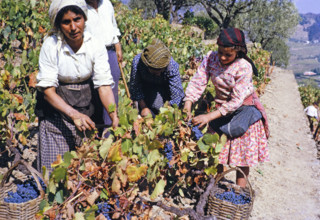 A series of images about port wine production in Portugal c 1960 - women harvesting grapes on steep