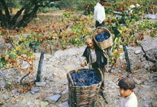 A series of images about port wine production in Portugal c 1960 - a boy adding small basket of