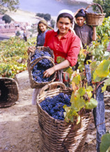 A series of images about port wine production in Portugal c 1960 -people harvesting grapes in
