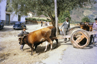 A series of images about port wine production in Portugal c 1960 - traditional ox cart.