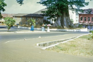 Cotton Tree roundabout, famous kapok tree, Ceiba Pentandra,  city centre of Freetown, Sierra Leone,
