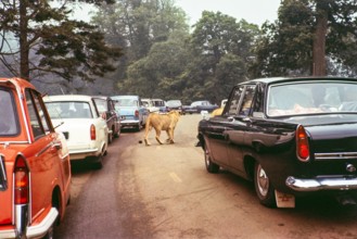 Lins walking past lines of cars at Longleat Safari and Adventure Park, Wiltshire, England, UK 1967.