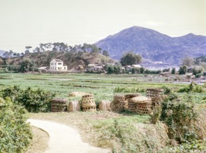 Farmland used for market gardening, Tai Po, New Territories, Hong Kong, Asia, 1964.
