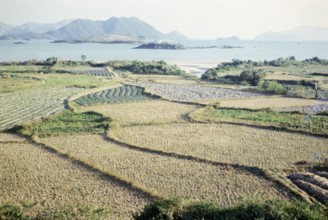 Rice paddy fields and vegetables growing on farmland, Pak Choy, Sai Kung, New Territories, Hong