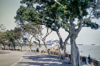 Trees along coastal road of Avenida da Republica, Macau, Asia 1964 now Sai Van Lake, Lago Sai Van.