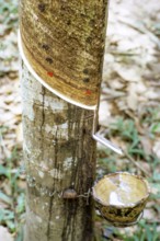 Rubber tree latex dripping down groove cut into tree trunk into collecting cup, Malaysia, south