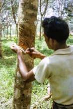 Male rubber tapper stripping off dried latex from rubber tree,  Malaya, Malaysia, south east Asia,