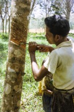 Male rubber tapper stripping off dried latex from rubber tree, Malaya, Malaysia, south east Asia,
