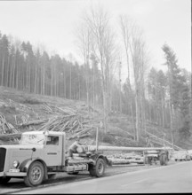 Derforesting to allow road construction: forest Haltiwald NW, 1959