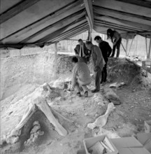 Mammouth skeleton discovery in the Praz-Rodet gravel pit, Le Brassus 1969