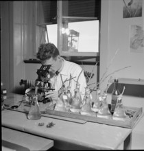 Scientist developping method to combat the San-Jose-coccid 1949