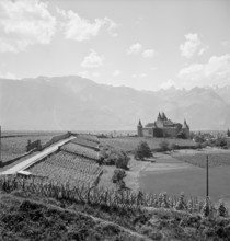 Vineyards around Aigle Castle, 1954