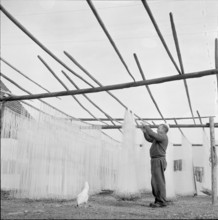 Hang up fishing nets to dry, 1959