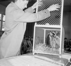 Arbon, cattle-show at school,  1958