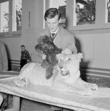 Arbon, cattle-show at school,  1958