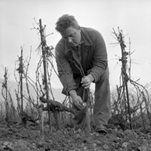 Christmas Eve 1957: Winegrower Claude Ponnanz works in the vineyard