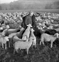 Christmas Eve 1953: Flock of sheep with shepherd
