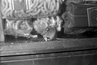 Mice in the window of Denner in Zurich Altstetten 1968