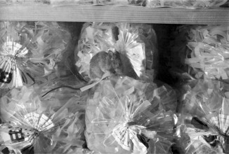 Mice in the window of Denner in Zurich Altstetten 1968