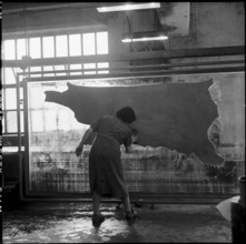 Leather drying, Tannery Olten 1958