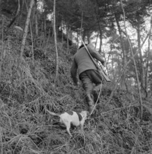 Christmas hunting, Greppen 1955: Hunter with dog