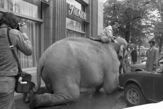 Emil riding on a Circus Knie elephant, Zurich 1977