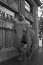 Emil riding on a Circus Knie elephant, Zurich 1977