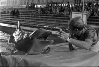 Dolphin training 1970