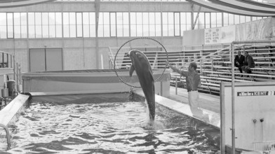 Dolphin training 1970