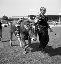 Swiss wrestling festival 1948 in Lucerne: bull
