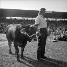Swiss federal wrestling festival in Winterthur 1953: swiss type wrestling champion Walter Flach