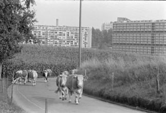 Gaebelbach buildings in Berne-Buempliz/Bethlehem, maize field and cows, 1975